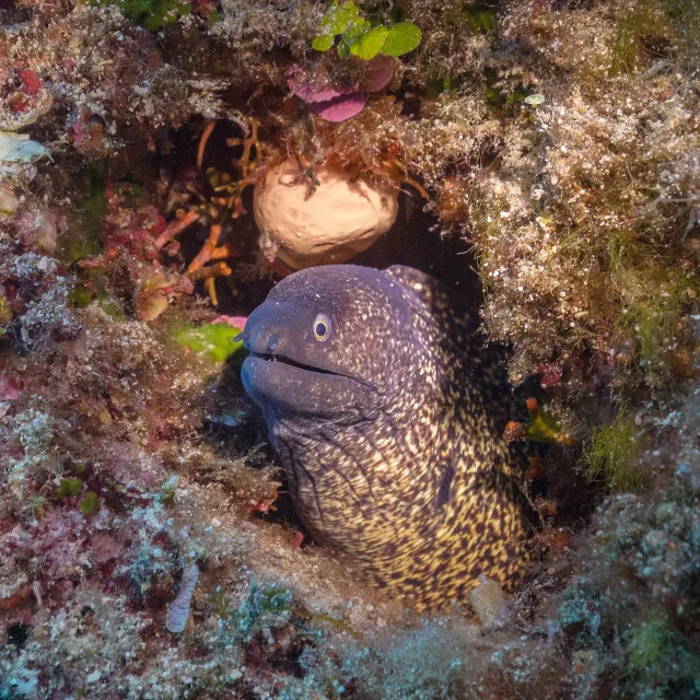 Murena mediterranea