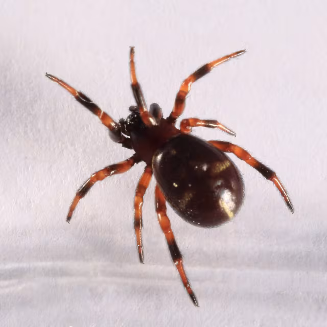 Asagena phalerata