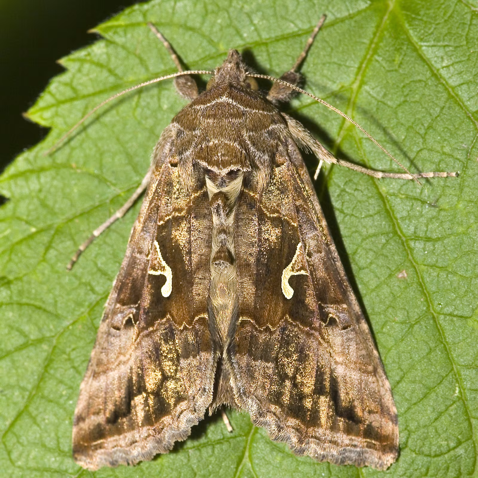 Falena gamma