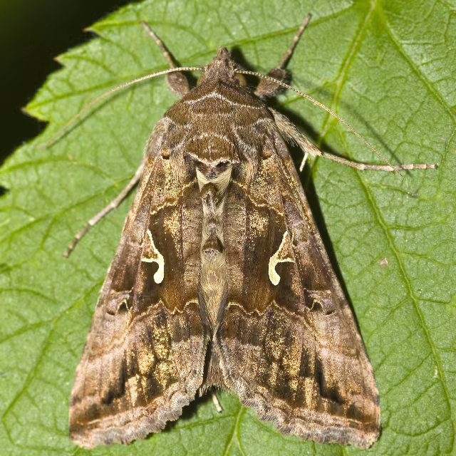 Falena gamma