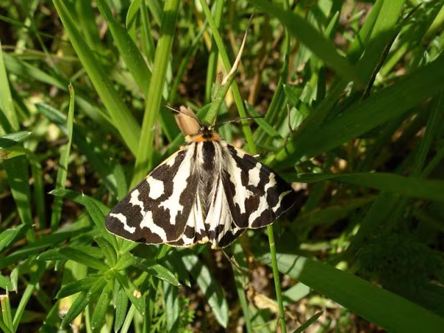 Arctia plantaginis