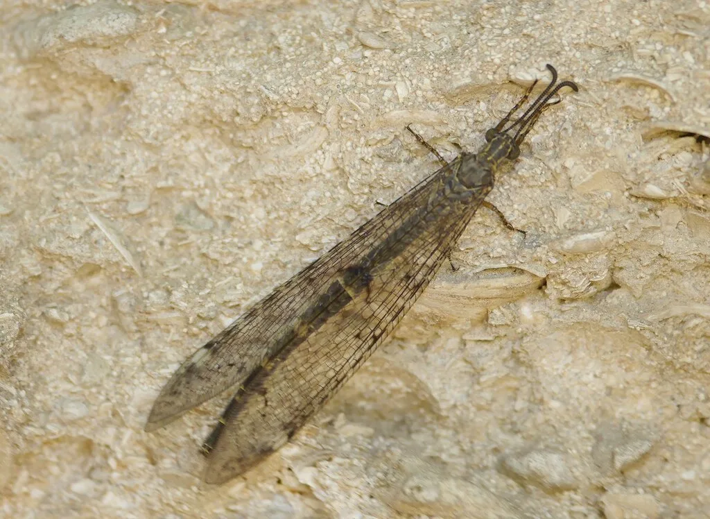 Formicaleone tetramaculato