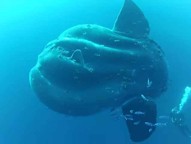 Pesce luna meridionale