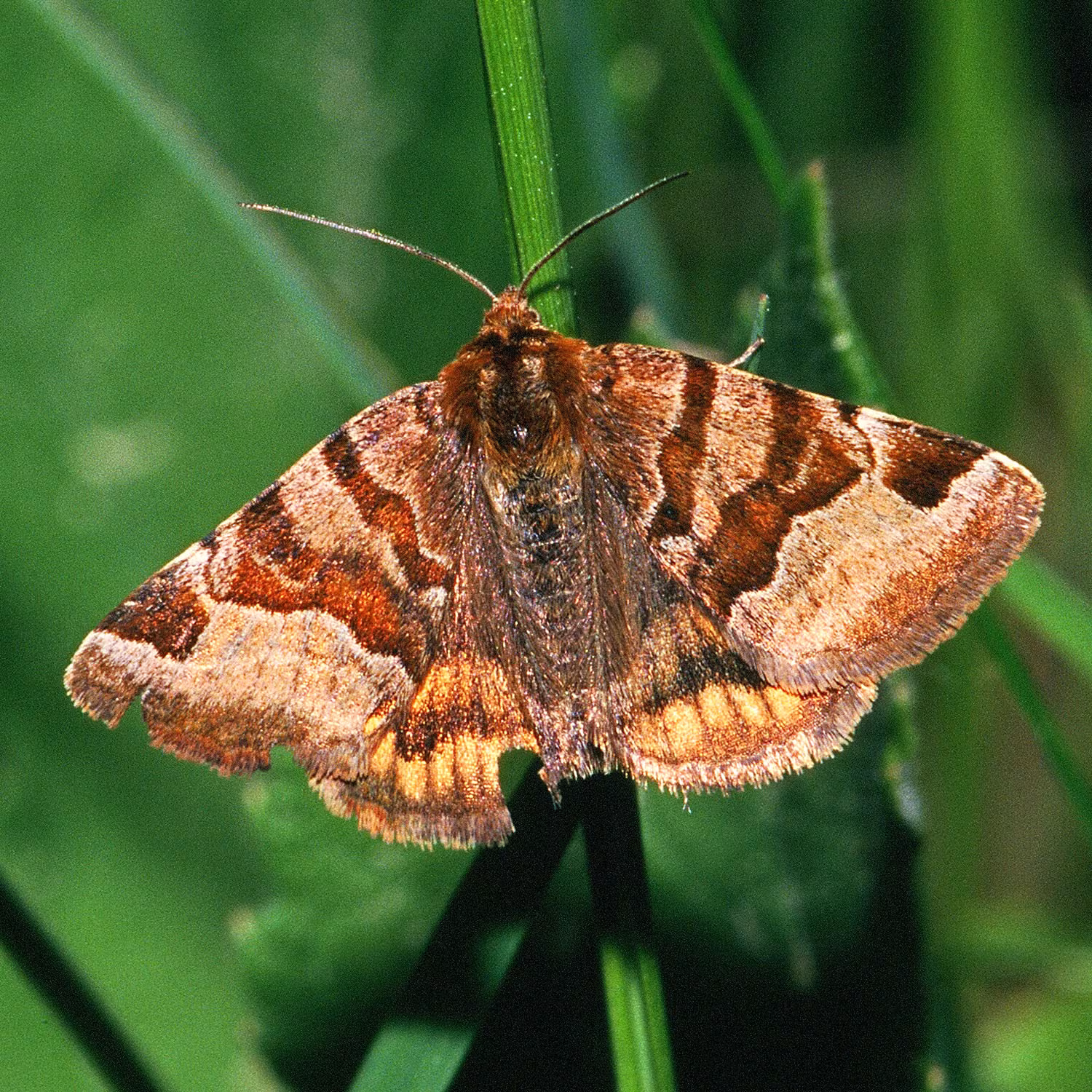Euclidia portaglifo