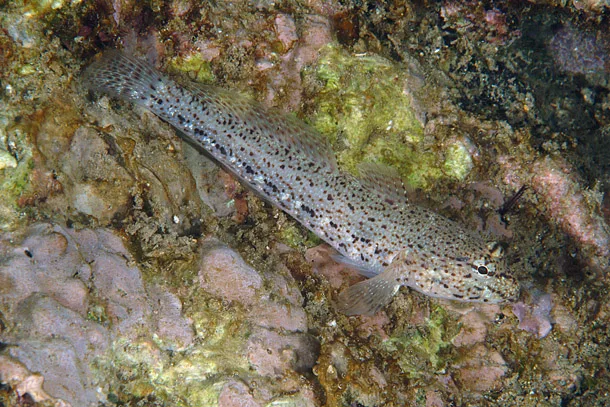 Ghiozzo rasposo