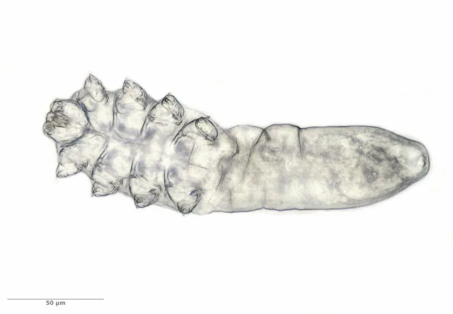 Demodex brevis