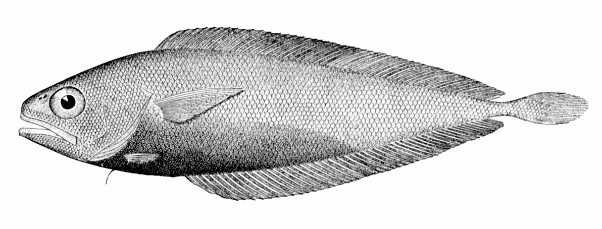 Gadella maraldi