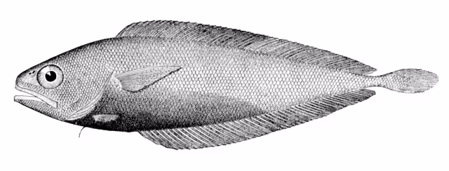 Gadella maraldi