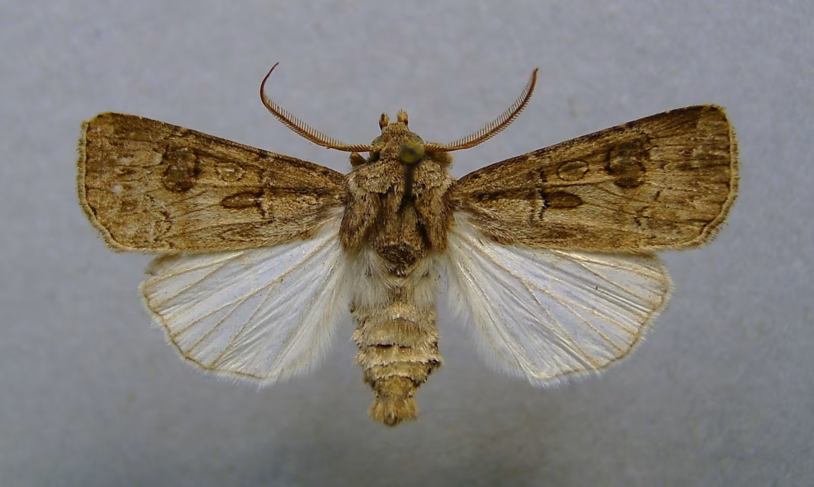 Agrotis bigramma