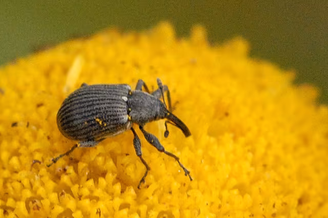 Anthonomus rubi