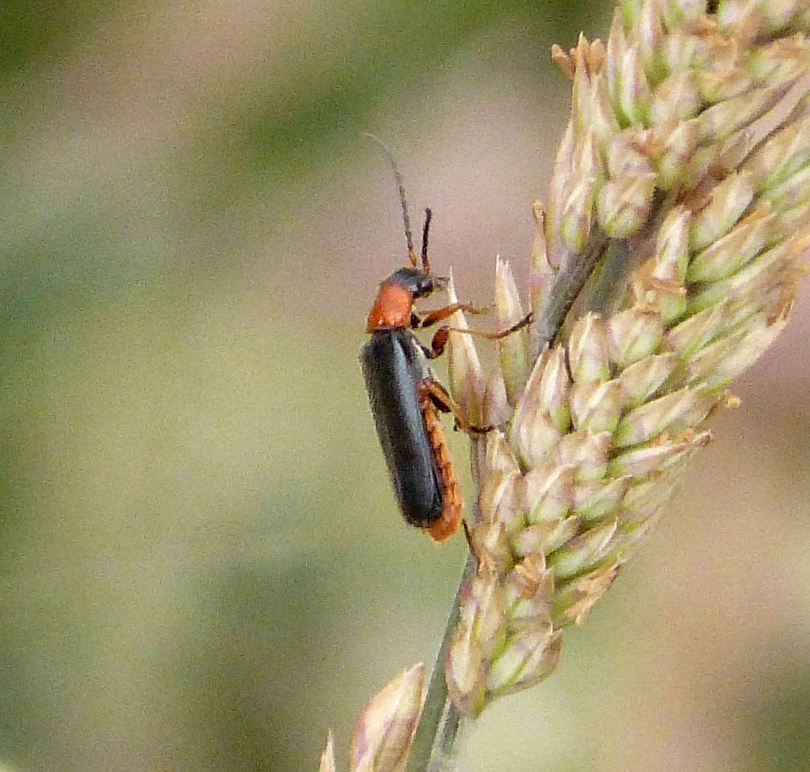 Cantharis flavilabris