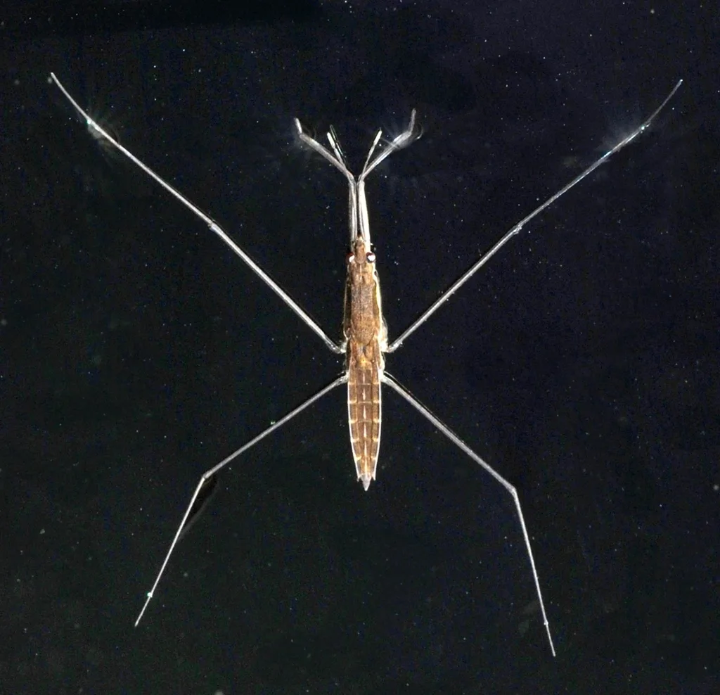 Aquarius najas
