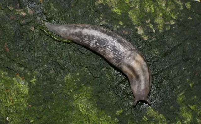 Lehmannia marginata