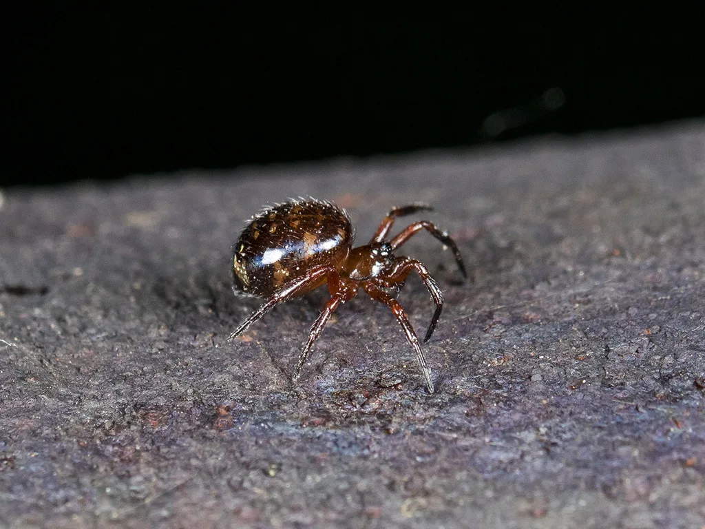 Euryopis flavomaculata