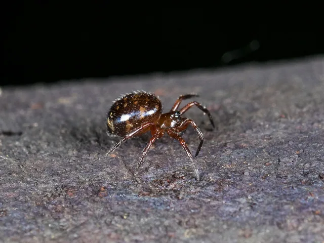 Euryopis flavomaculata