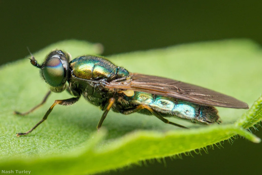 Cloromia magnifica