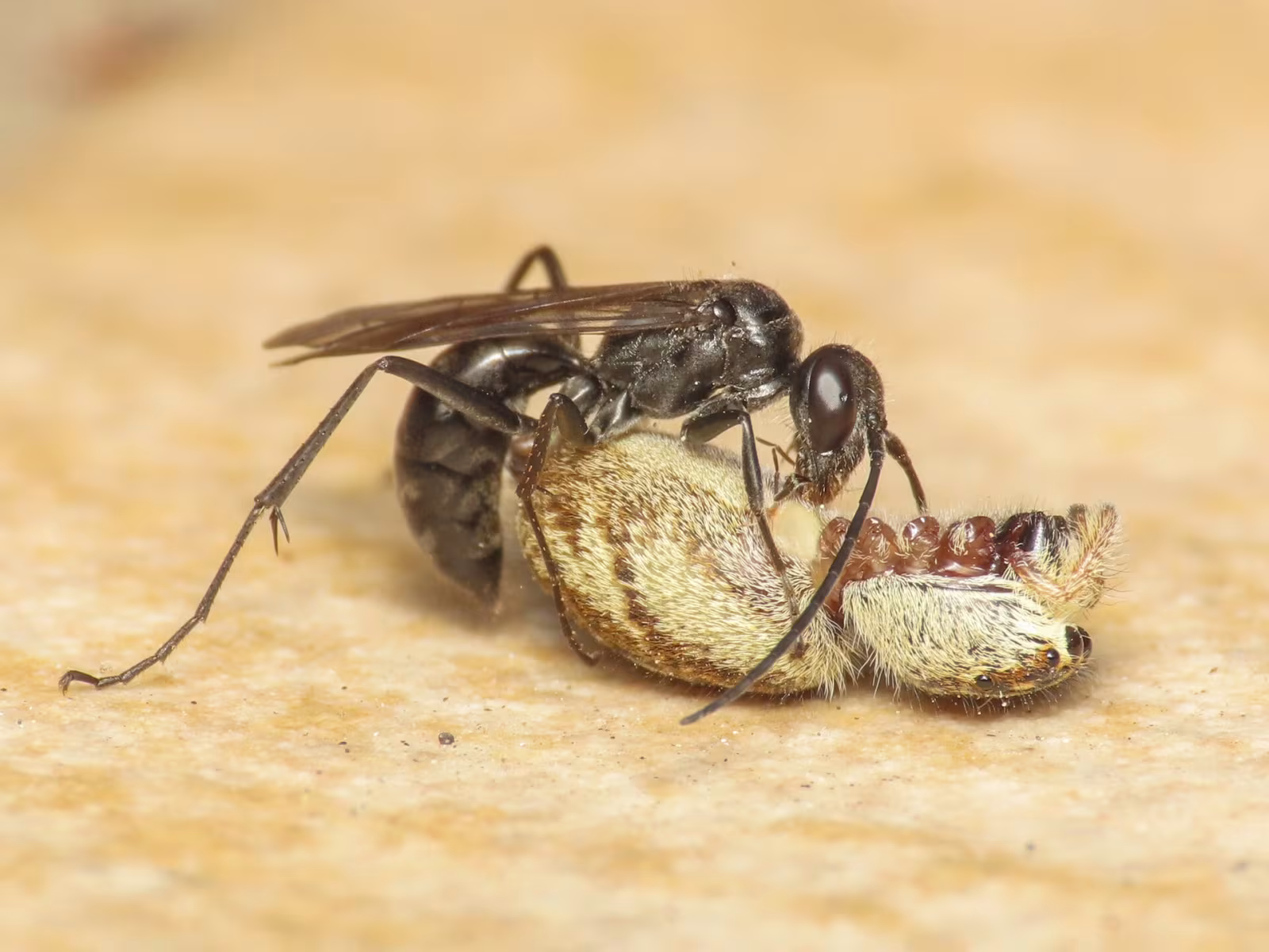 Auplopus carbonarius