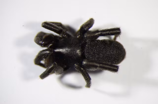 Zelotes petrensis