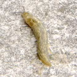 limaccia gialla