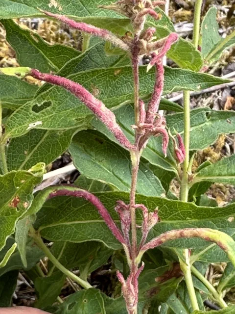 Aceria laticincta