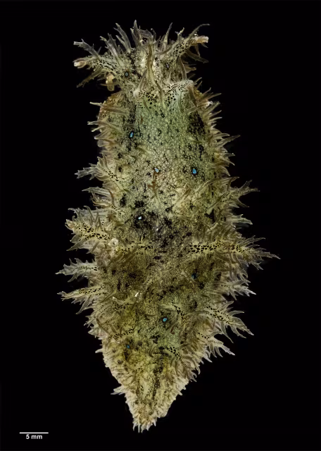 Bursatella leachii