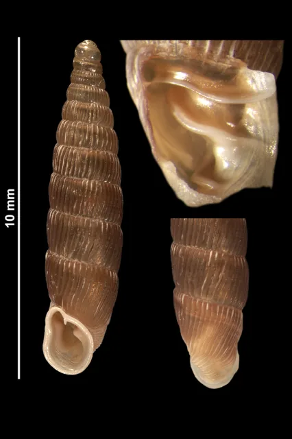 Clausilia rugosa