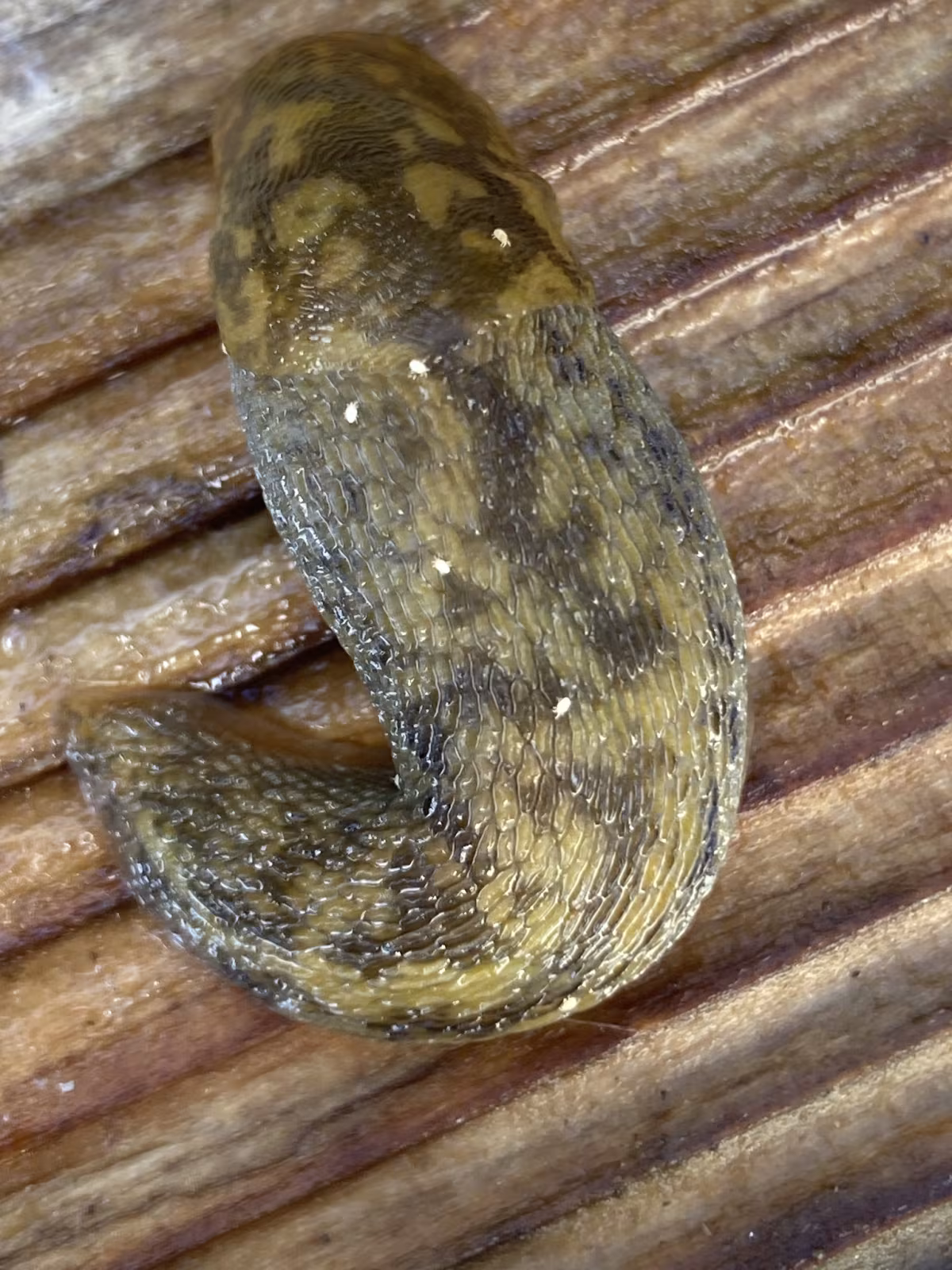 Limacus maculatus