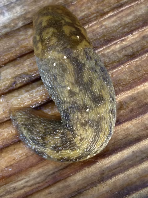 Limacus maculatus
