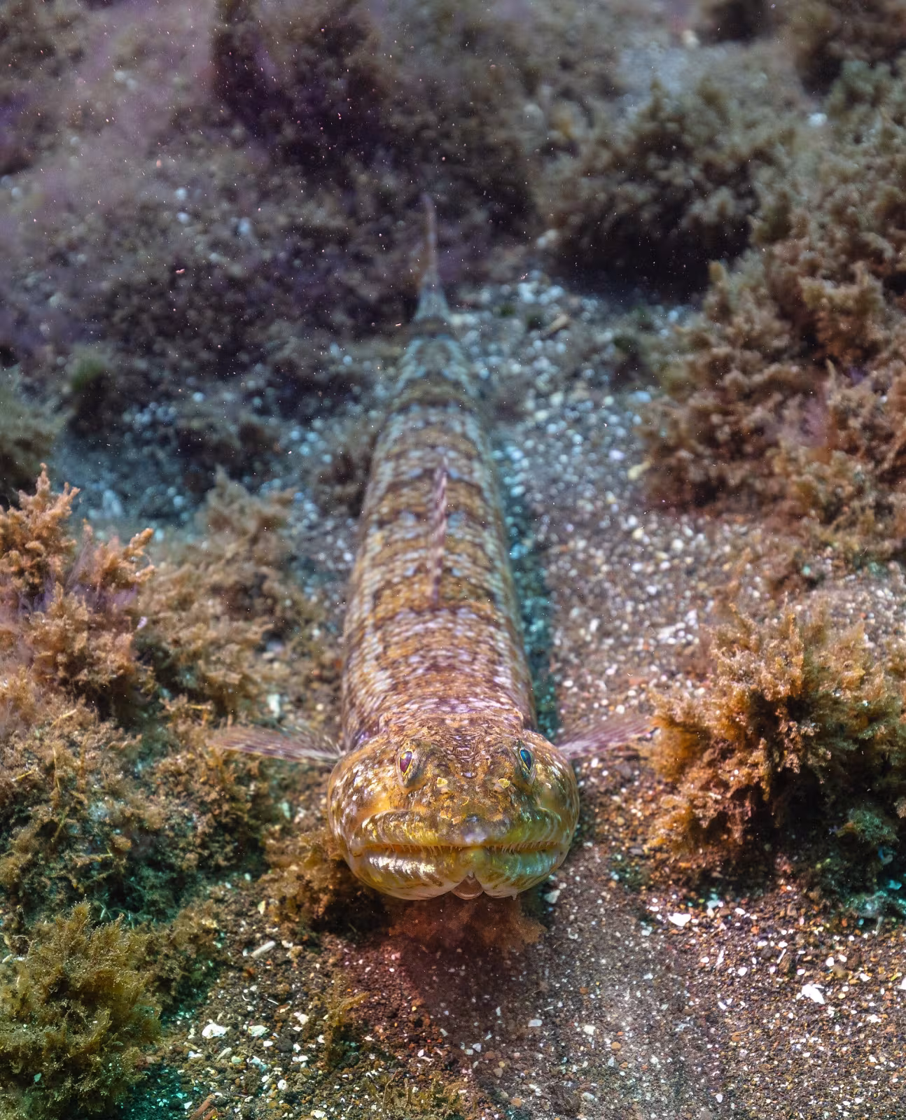 Pesce lucertola atlantico