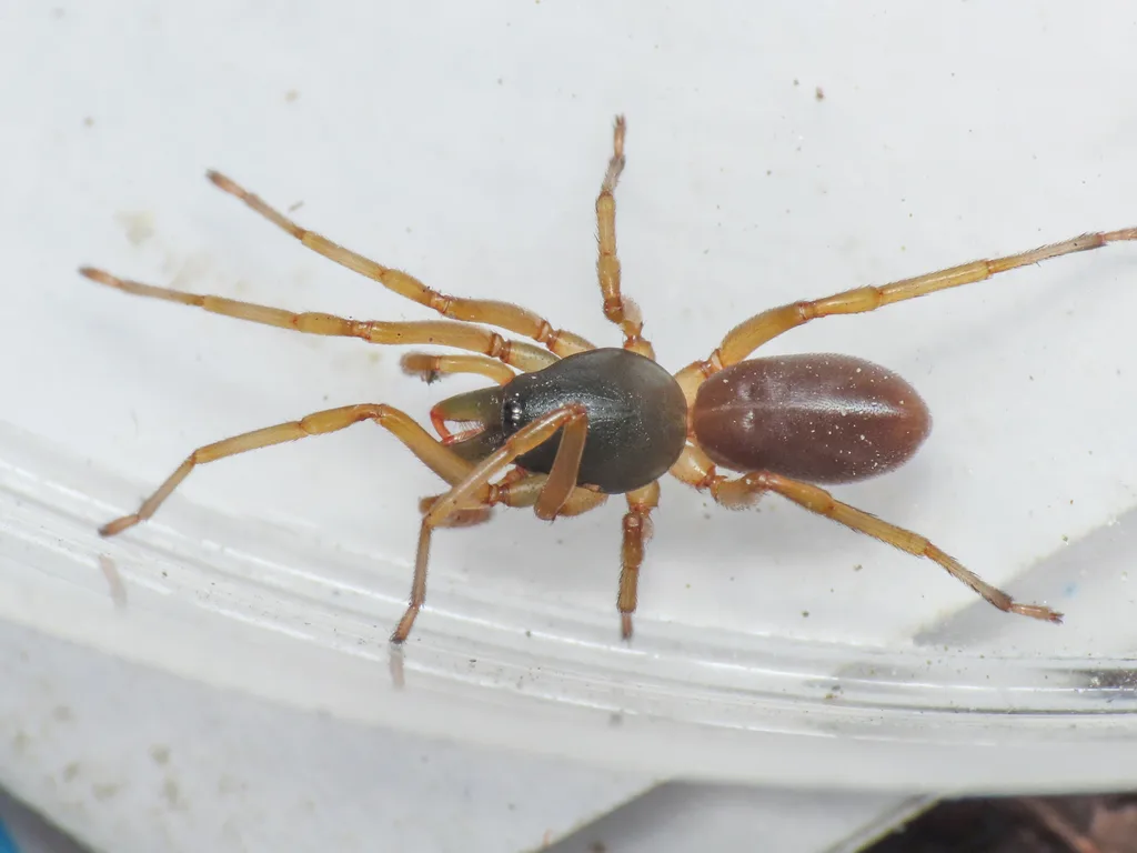 Dysdera centroitalica