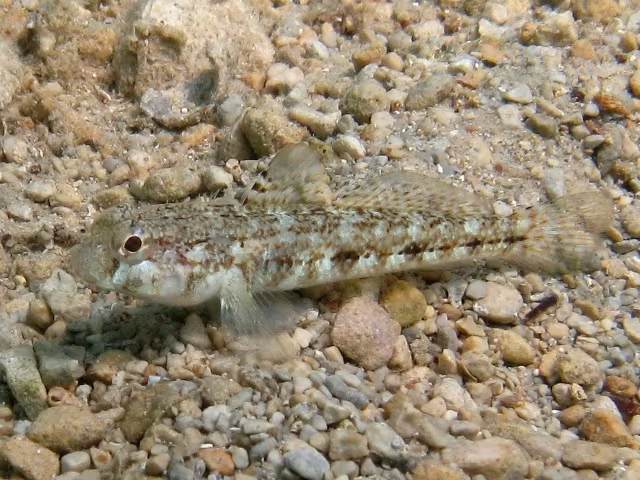 Ghiozzo variegato