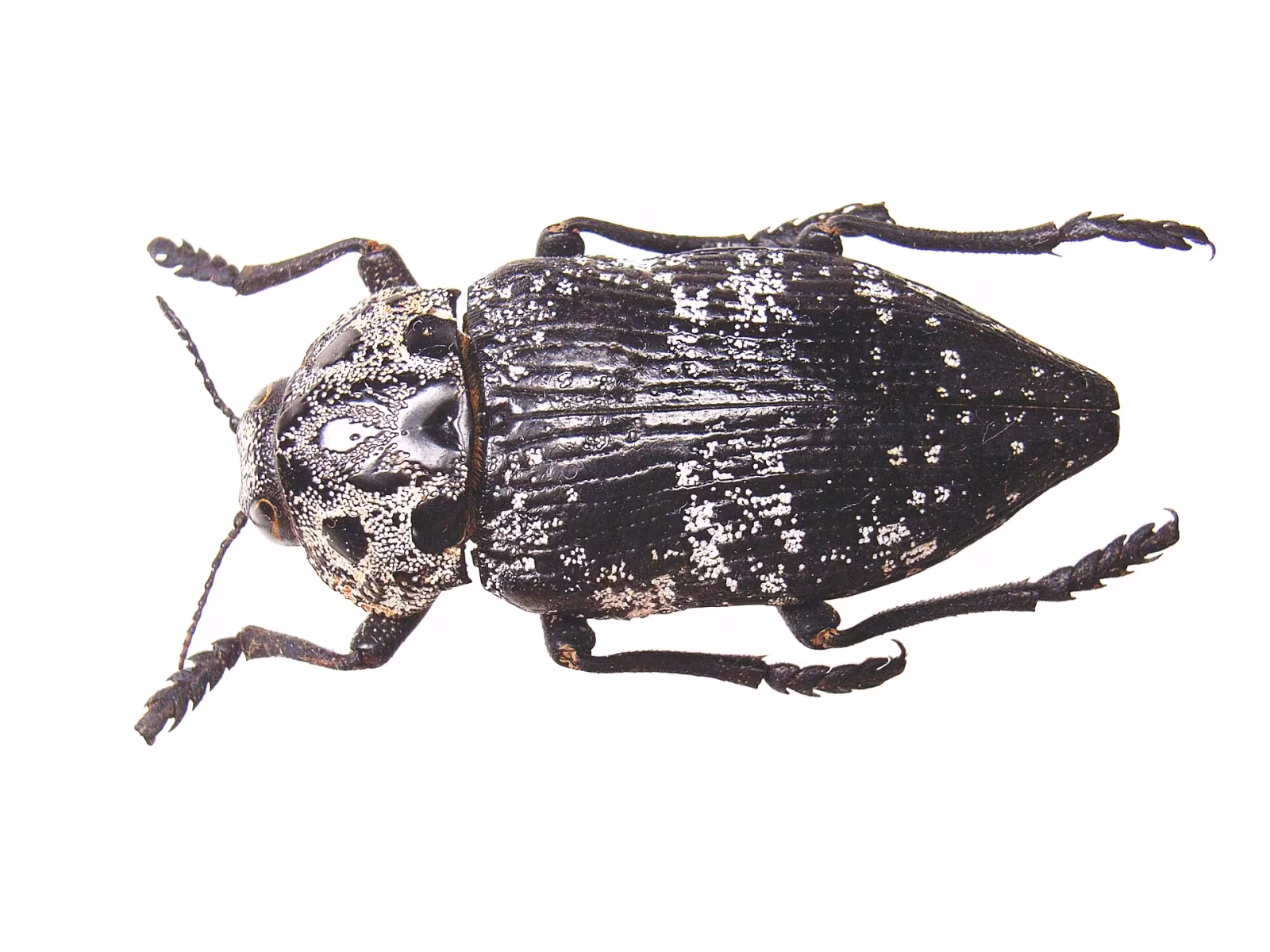 Capnodis cariosa