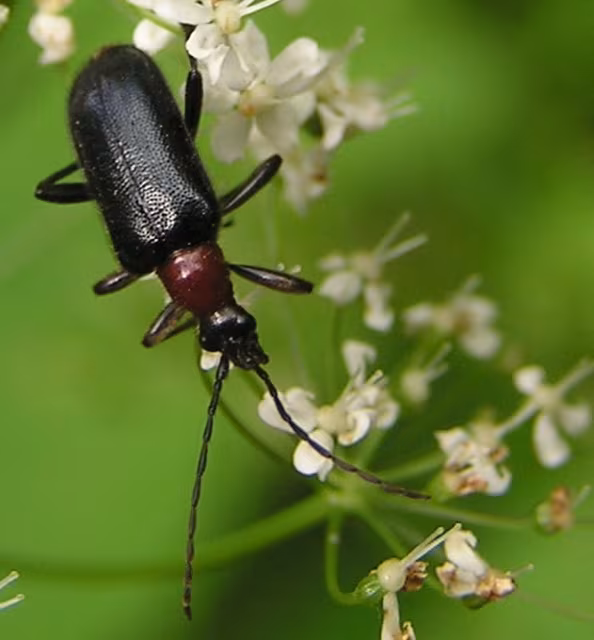 Acmaeops collaris
