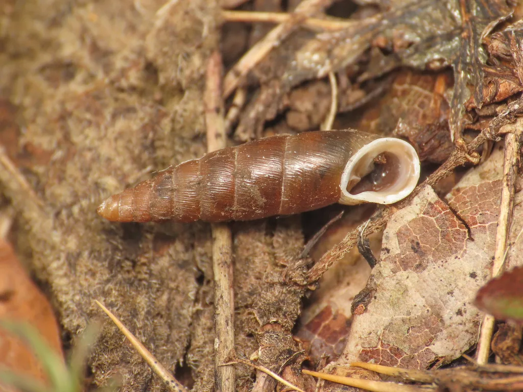 Dilataria boettgeriana