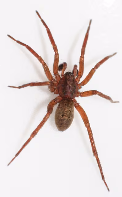 Agroeca brunnea