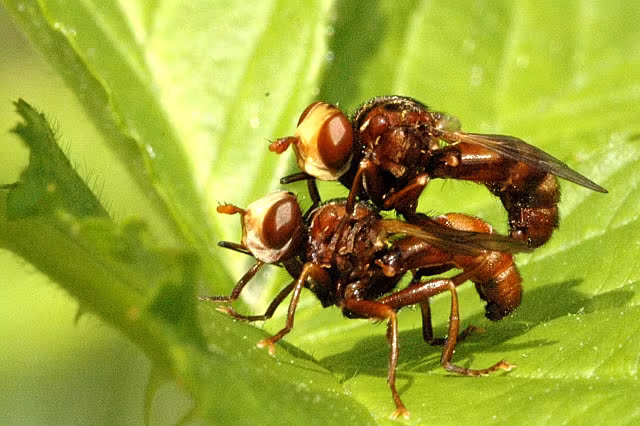 Sico ferrugineo