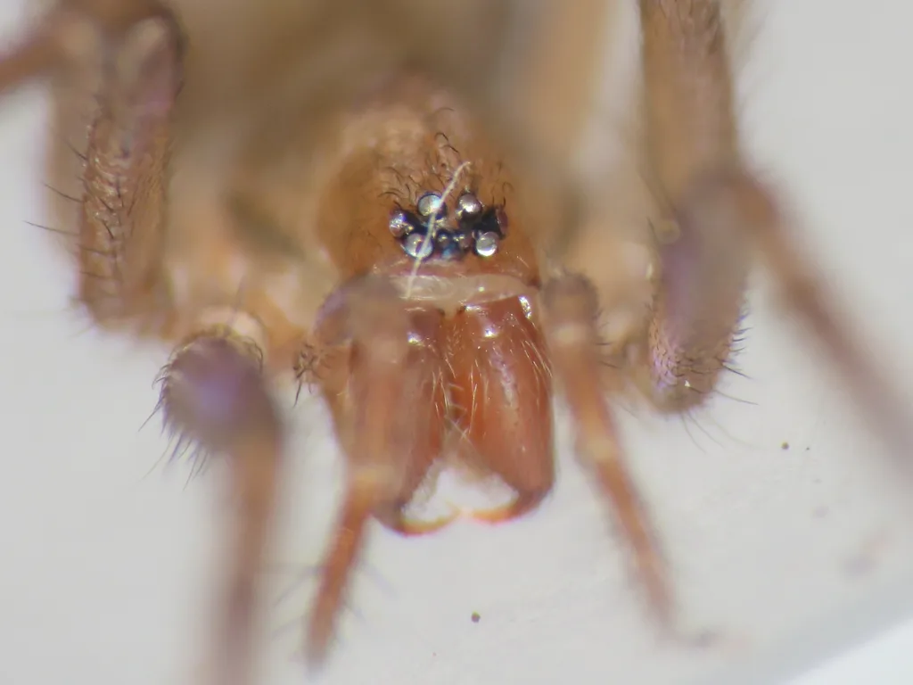 Eratigena arganoi