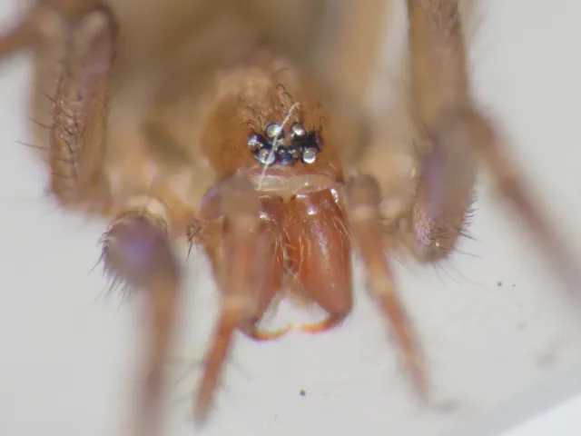 Eratigena arganoi