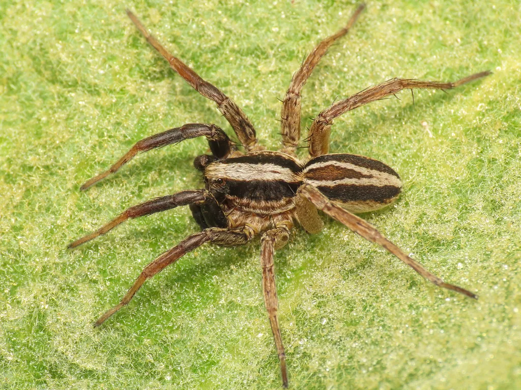 Alopecosa trabalis