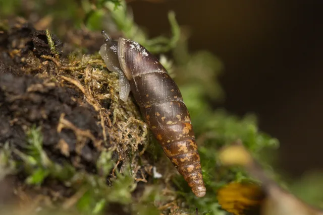 Cochlodina laminata