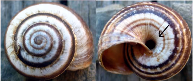 Cernuella
