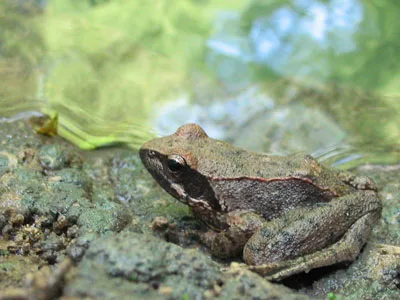 Rana appenninica