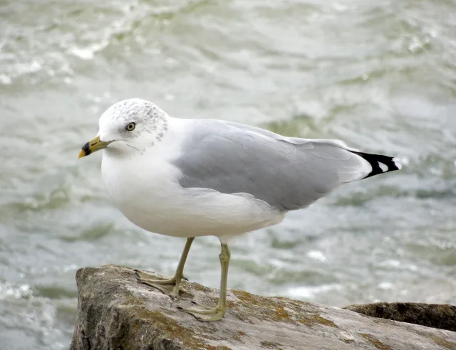 gavina americana