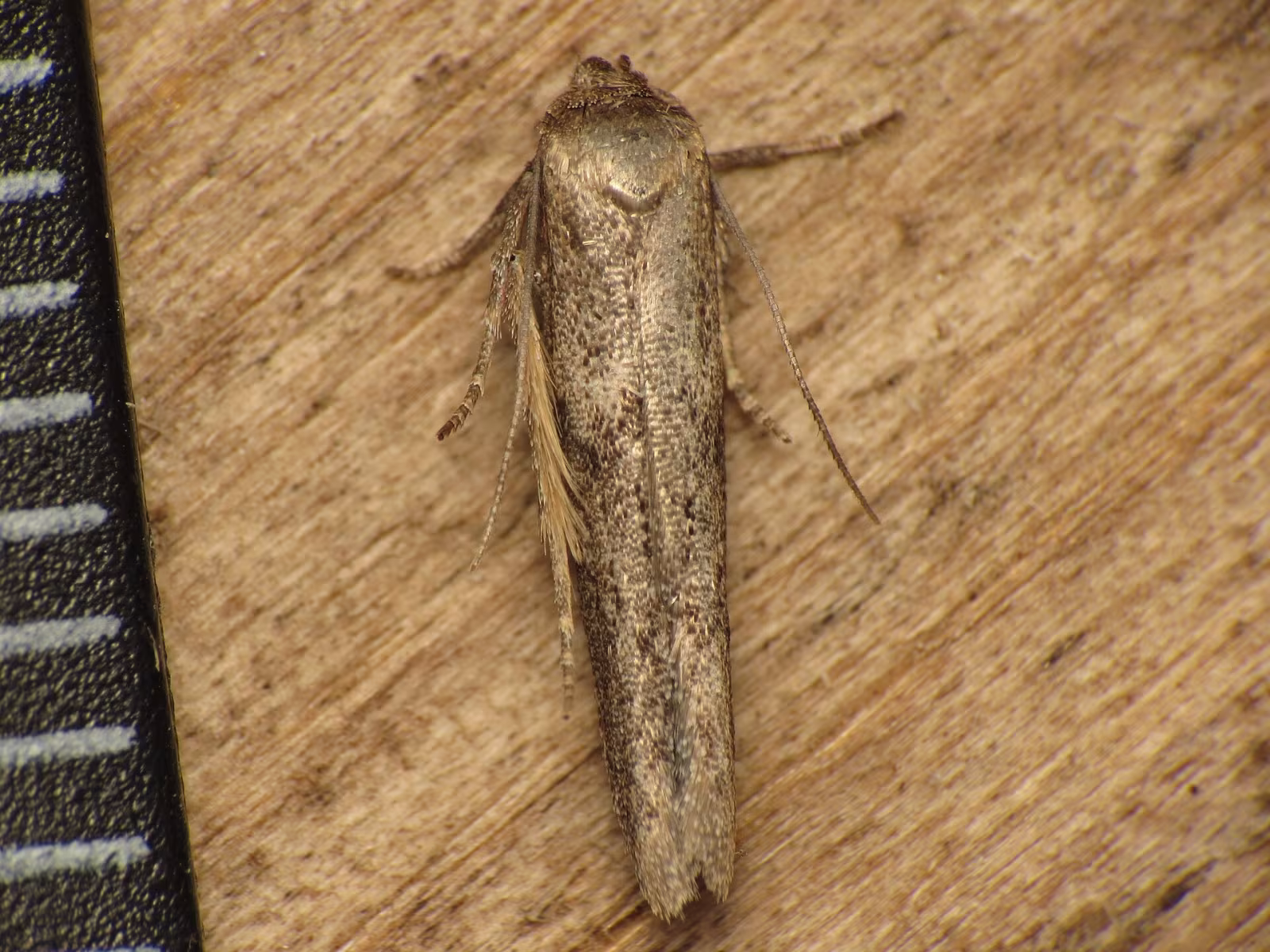Blastobasis phycidella