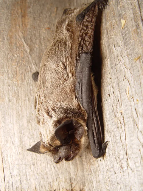serotino bicolore