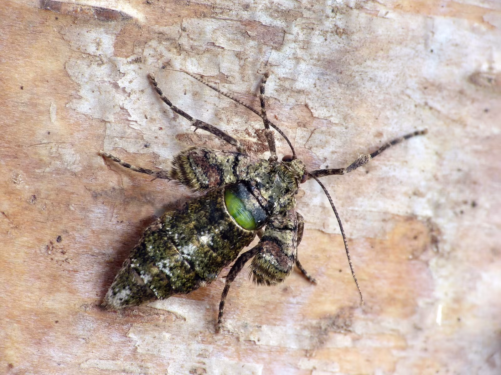Agriopis marginaria