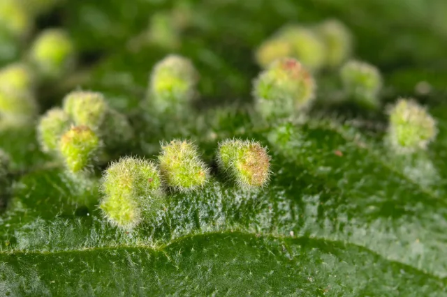 Eriophyes viburni
