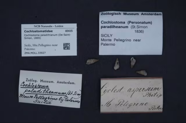 Cochlostoma paladilhianum