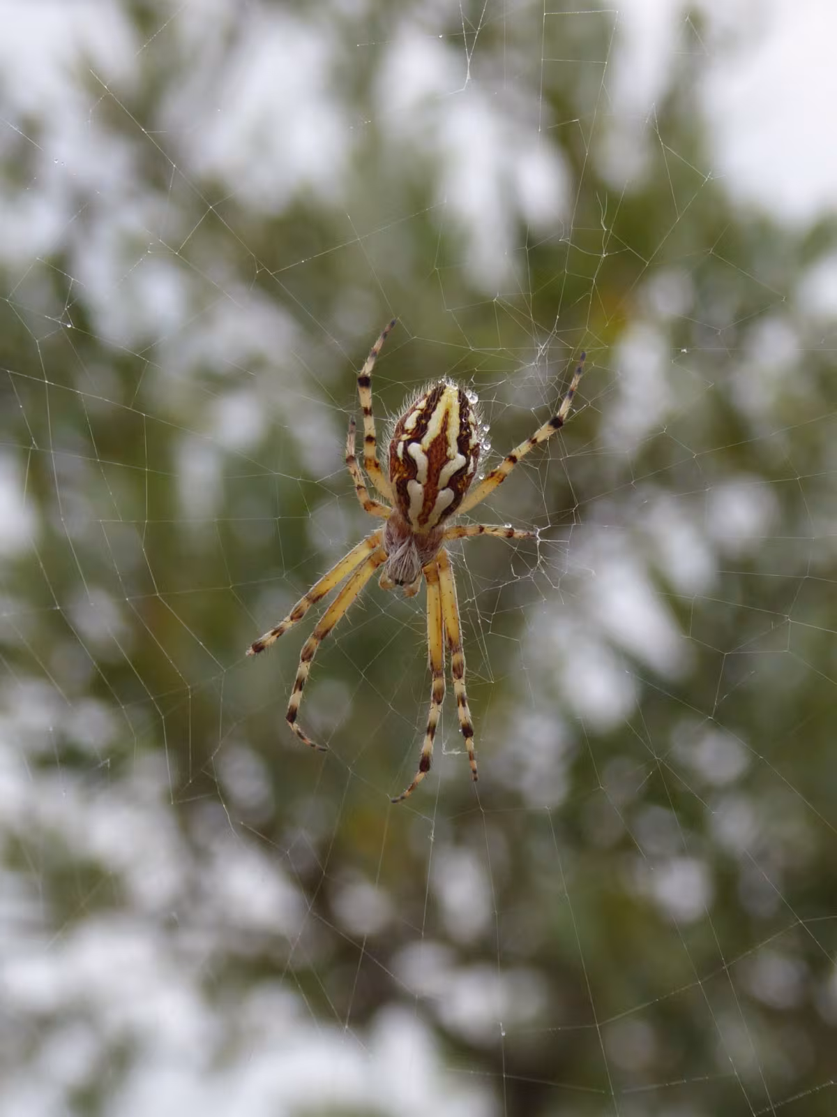 Aculepeira armida