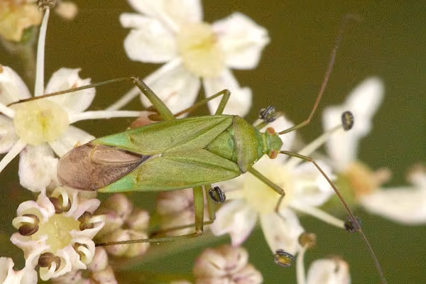 Calocoris affinis